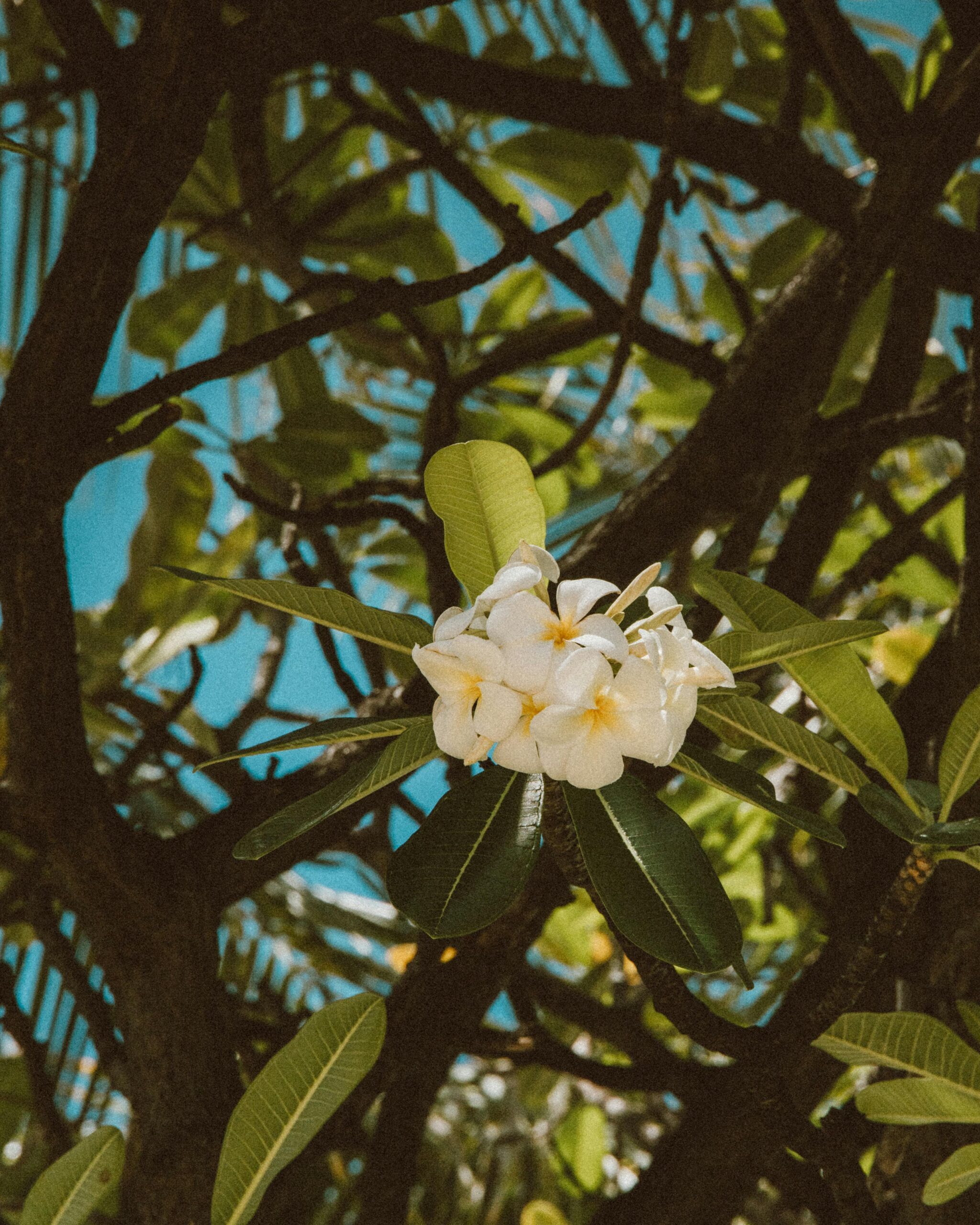 frangipani flower